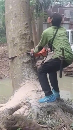 Lumberjack skills Woodworking projects large tree feeling Techniques #shortvideo #chainsaw