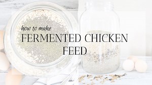 Fermenting chicken feed: Boost your flock with probiotics