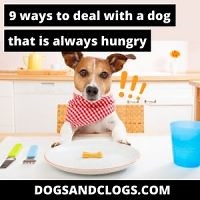9 Ways To Deal With A Dog That Is Always Hungry