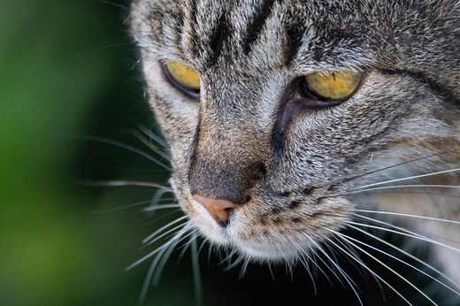 100 Cat Names That Start with K: Cute And Charming