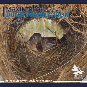 565K views · 5.8K reactions | Here's an in-depth look at how Delta plans to Maximize Duck Production. Learn more here or by signing up for Delta Waterfowl Magazine. https://deltawaterfowl.org/maximizing-duck-production/ | Delta Waterfowl Foundation | Facebook