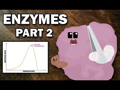 ENZYMES (2/2) - Factors Affecting Reaction Rate