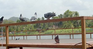 Pigeons perched on the iron railing together in flocks.Pigeons are a problem for temples or places that require cleanliness.