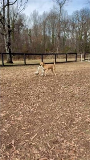 Meet Raja a Pug currently available for adoption! 12/26/2025 2:00:18 PM