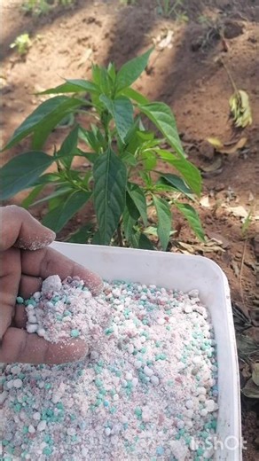 How We Feed 1000 Chili Plants in Sri Lanka🌶️#srilanka #feed #chili #farming #plants #growth #nature