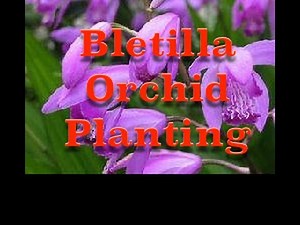 Planting Bletilla striata (Hardy Orchid) Bulbs