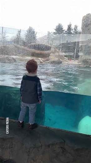Giant polar bear splashes in front of child at zoo | Bored Panda Animals