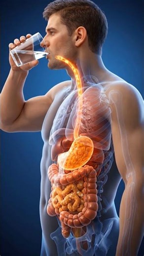 "3D Visualization of a Human Drinking Water – Inside the Body"#3DAnimation #HumanBody #WaterIntake