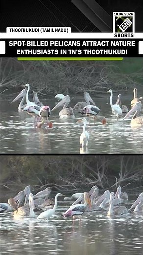 Watch! Spot-billed pelicans seen in local wetlands attract nature enthusiasts in TN’s Thoothukudi