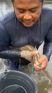 Arowana Fish😱 | Crack UPSC