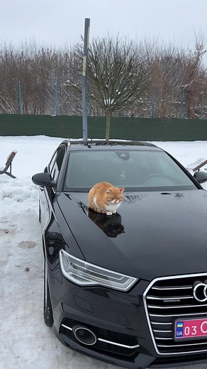 Instagram: Sergo_coach на TikTok