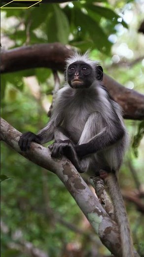 The Fascinating History of Monkeys | Old World vs New World'' #america #wildlifeeducation #animals