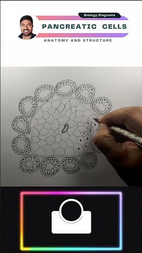 Pancreatic Cells Drawing #biologydiagram #biology #cbse #shorts #shortsfeed