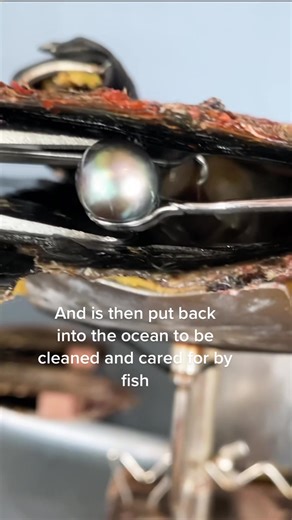 Researchers found that our way of pearl farming has drastically increased local fish populations. #kamokapearl #sustainability #pearlfarming