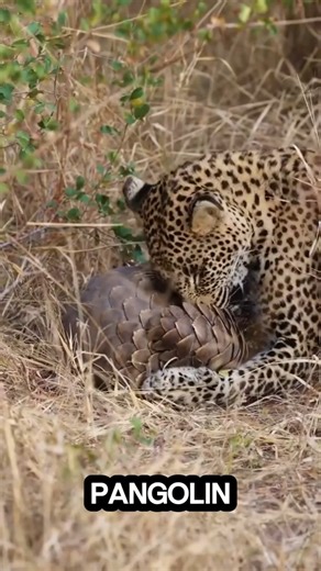 🦔🌍Pangolins are the most unusual mammals on the planet!