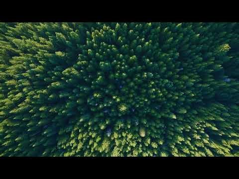 Relaxing 4K Mac Screensaver | Lush Green Forest Canopy from Above (240fps UHD)