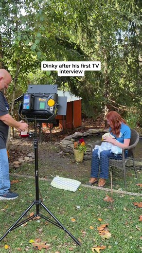 Dinky's first interview 💅🏻 @Positively Philly TV #dinky #duck #ducksoftiktok #babyducks #ducklings