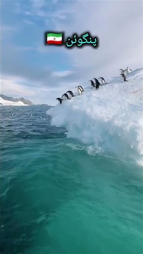 Can you say PENGUIN in 4 languages? 🐧❄️ #shorts #vocabulary
