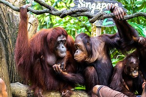 Singapore Zoo Guide: How to Visit & Where to Book Tickets (2024)