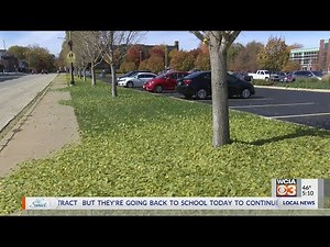 Ginkgo tree leaf loss