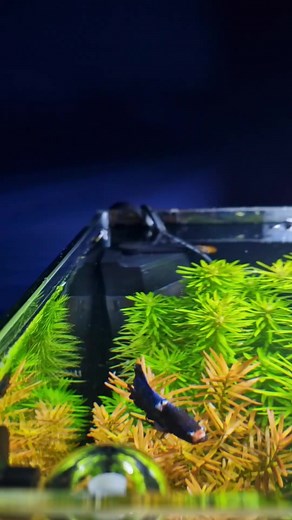 1.2K views | What color is it!? Dennerle offers by far the easiest way to check your planted aquariums CO2 levels. This test kit ensures that plants receive the optimal amount of carbon dioxide needed for healthy growth. #Dennerle #CoralVue #PlantedTank #PlantedAquarium #Nature #Water #Freshwater #Pond #Aquarium #FishTank #NanoCube #Nano #nanoaquarium #Plants #Planted | CoralVue | Facebook