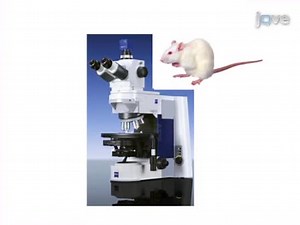 Mosaic Analysis of Gene Function in Postnatal Mouse Brain Development by Using Virus-based Cre Recombination