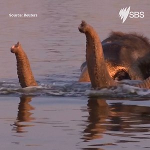 33K views · 298 reactions | India's very first elephant hospital has opened. | SBS Australia | Facebook