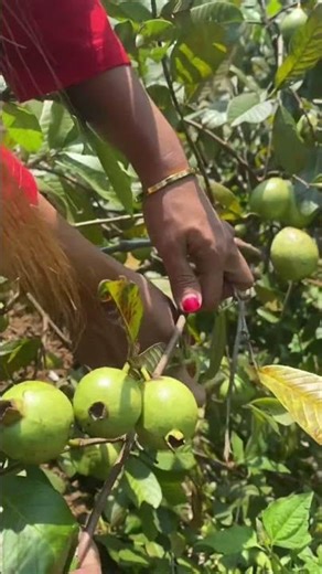 Guava Fruit Harvest #guavafruit