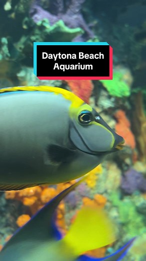 Come with us to the Daytona Beach Aquarium! #CupcakeLady #CupcakeFamily #BigDaddyCupcake #CupcakeKids #Daytona #Aquarium