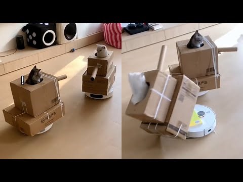 Cats Fight Riding Tanks