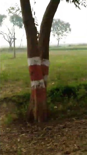 EHe Hamare Gaw re #song #vairl