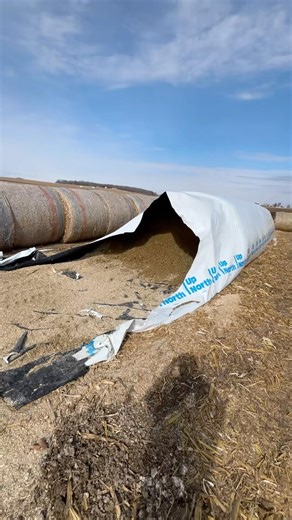 How we cut back the silage bag plastic!