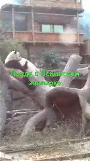 Панда в пекинском зоопарке, милота!Январь 2017 года.