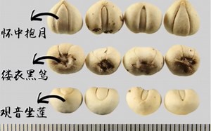 川贝雪梨的季节，手把手教你认川贝