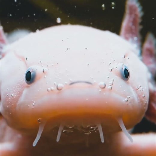 Meet the Real Life Water Dragon!