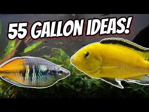 My Favorite Fish & Tank Ideas for Your Next 55 Gallon Aquarium