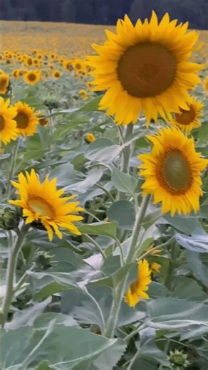 A Stunning Sunflower Field