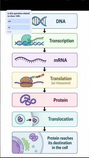 The process of transcription, translation and translocation # class study