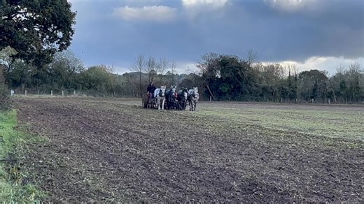 17K views · 686 reactions | Sowing grass seed in disked ground with a 60 year old Massey Ferguson seed drill. Percheron geldings Paddy, Ulrich, Ulysses and Seth. | Sampson Percheron Horses | Facebook