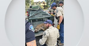 Mountain lion who killed dog in Boulder captured