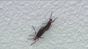Where are the love bugs? Researchers stumped over significant decline of insects