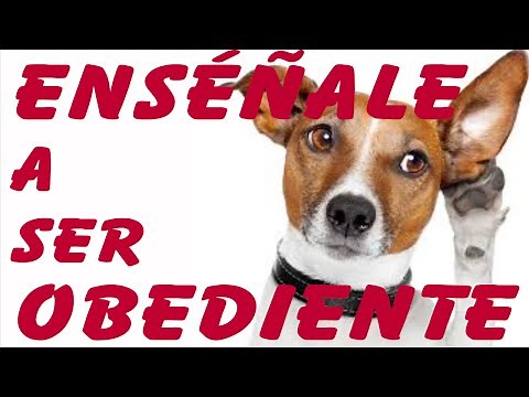 5 Tricks to Teach a Dog to Be Obedient (Obedience Training)