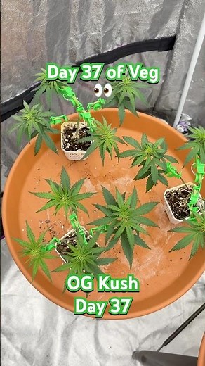 OG Kush Outdoor Update Day 37! | 05.29.2025