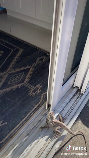 Frilled Neck Lizard: A Unique Indoor Companion