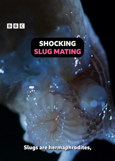 You just can’t unsee romance, slug-style 😳 This World Wildlife Day, meet the ash-black slug, the largest slug in the world. Its arresting and unusual mating mechanism needs to be seen to be believed. #WildIsles #Wildlife #DavidAttenborough #Nature #Throwback Wild Isles: Extraordinary. Dramatic. Beautiful. Sir David Attenborough celebrates the wonders of British wildlife. It's our home, as you've never seen it before.