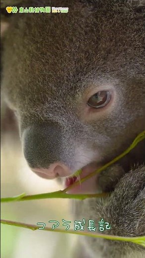 【東山動植物園公式】コアラの赤ちゃん【もなか】（2024.8.8撮影）《 コアラ 》 #short