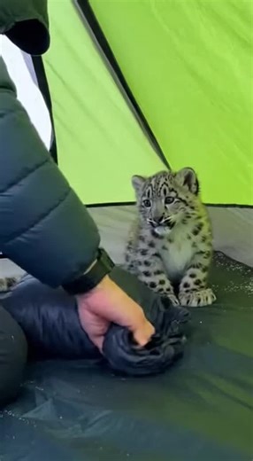 Heartwarming Bond with a Little Snow Leopard