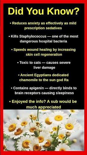 Shocking Facts About Chamomile That Will Blow Your Mind 🌼😱