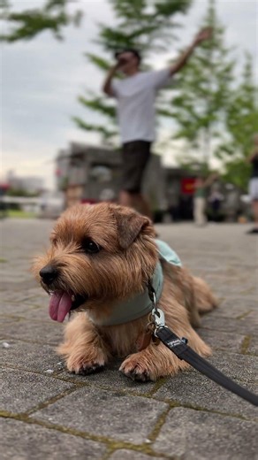 【ラジオ体操】 #kichi #cute #norfolkterrier #terrier #dog #癒し #可愛い #吉 #shorts #ラジオ体操