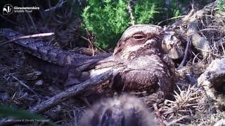 We're thrilled to share a rare glimpse of the elusive nightjar, beautifully captured nesting in one of our reserves. This video is not just a snapshot of Gloucestershire's wildlife—it’s a reminder of our responsibility to protect these incredible birds and their habitats. The nightjars are now present across our open habitats, including Forest reserves. These birds are legally protected, and even this video was captured with special consent to ensure their safety. By understanding their habitats